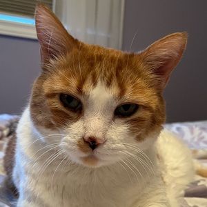 Meet your Posher, Harry